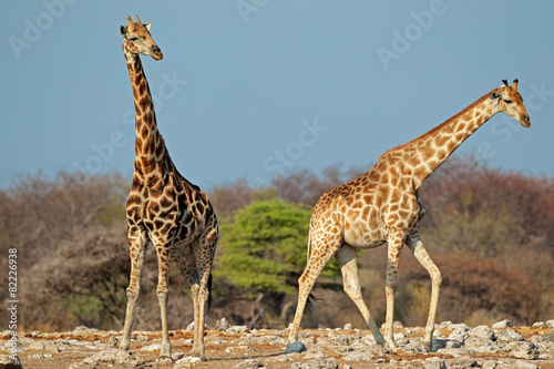Giraffes in natural habitat  Etosha National Park