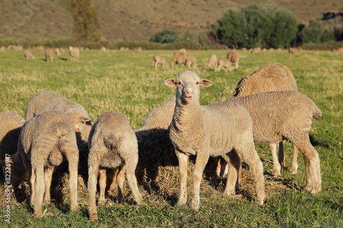 Lambs on pasture