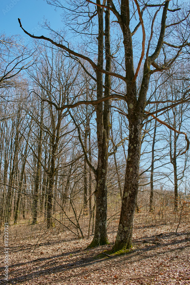 Landscape with oak forest on springtime Landscape with oak forest on springtime