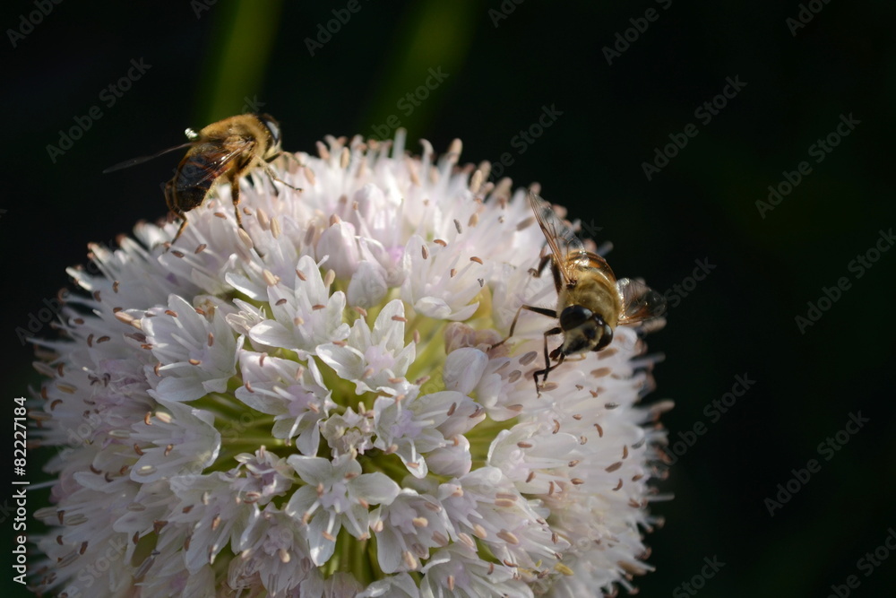 Two bees Two bees