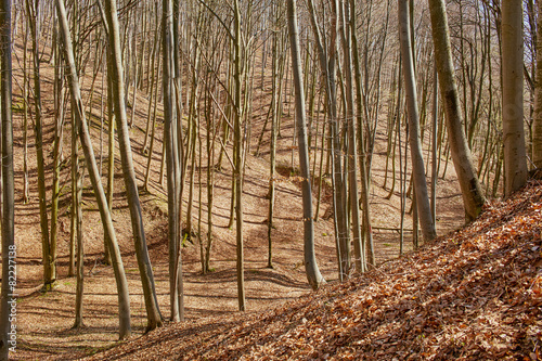Fototapeta Naklejka Na Ścianę i Meble -  Landscape with beech forest on springtime