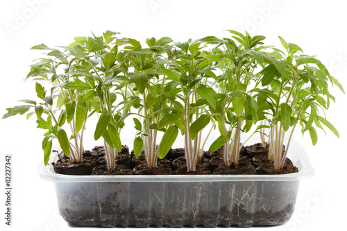 Tomato seedlings in a nursery