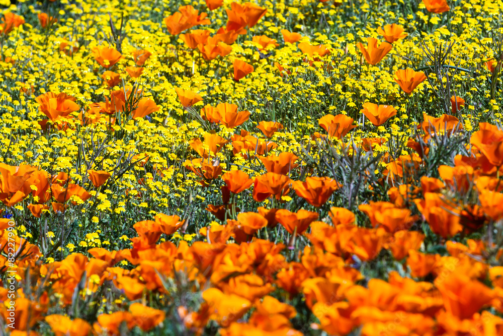 California Poppies -Eschscholzia californica