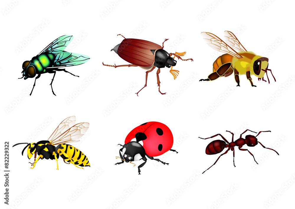 Insectes
