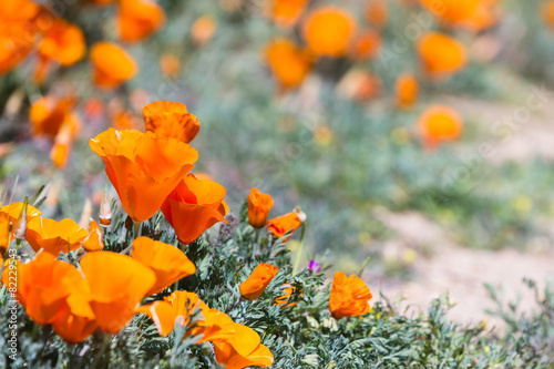 Fotografie, Obraz California Poppies -Eschscholzia californica