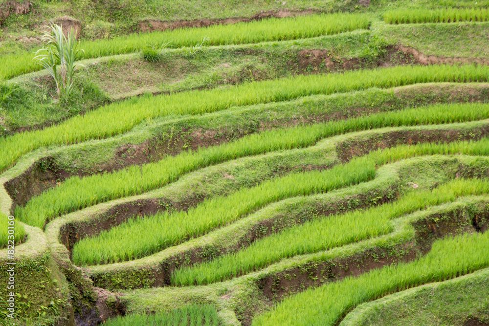 Rice Terrace At Tegalalang, Bali, Indonesia