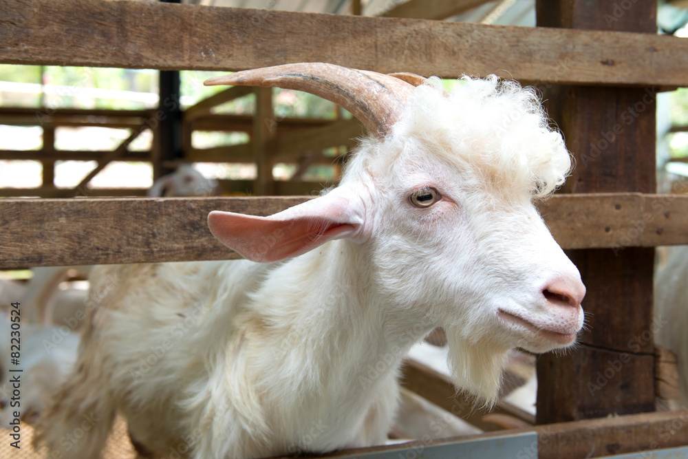 Obraz premium Goats in farm