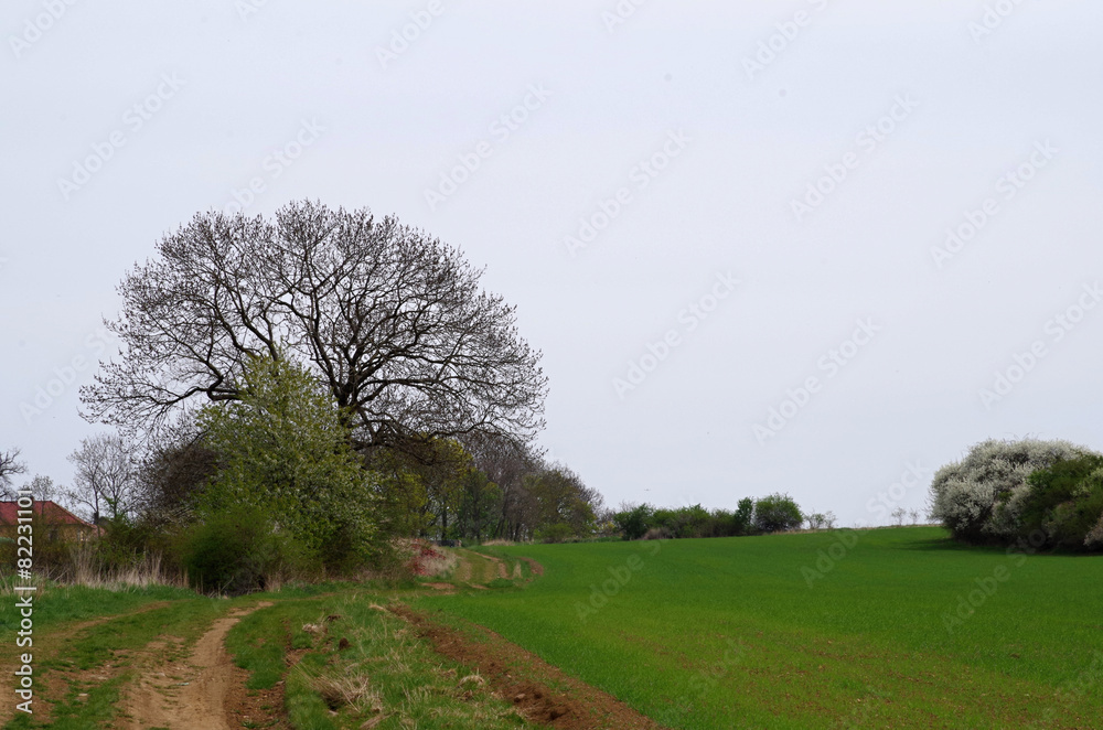 Fototapeta premium Spring landscape with old oak tree