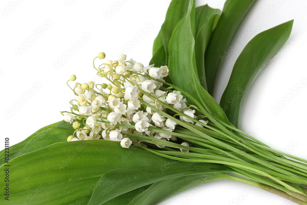 Obraz premium Muguet