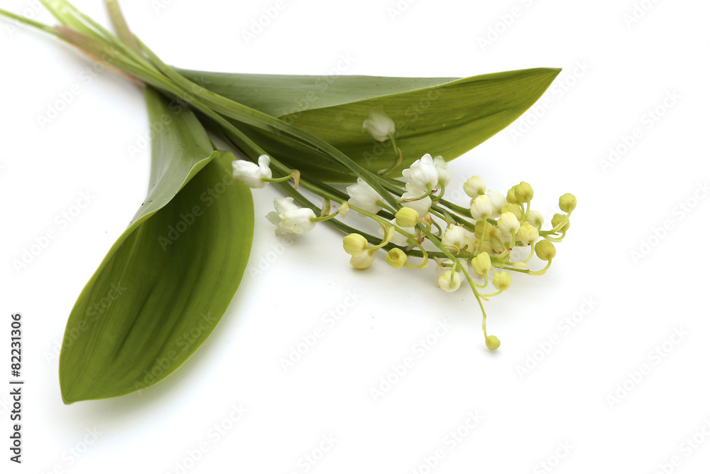 Obraz premium Muguet
