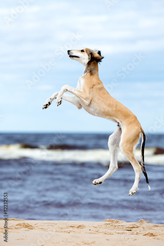 saluki puppy in a jump