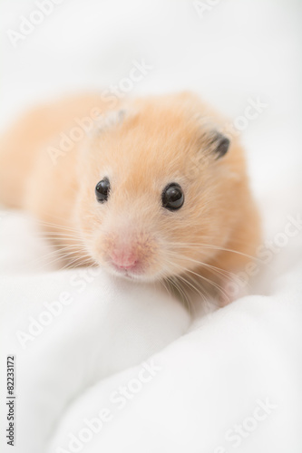 Golden Hamster on Bed Sheets