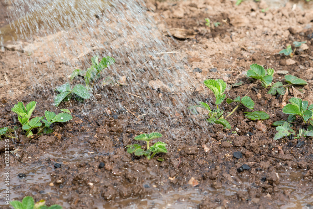 Gartenarbeit Gartenarbeit