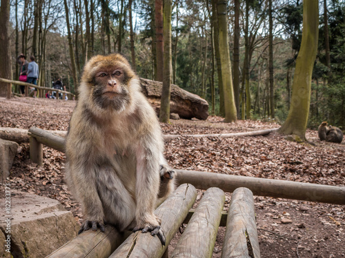 Singe macaque de Barbarie à la montagne des singes Kintzheim en Alsace photo
