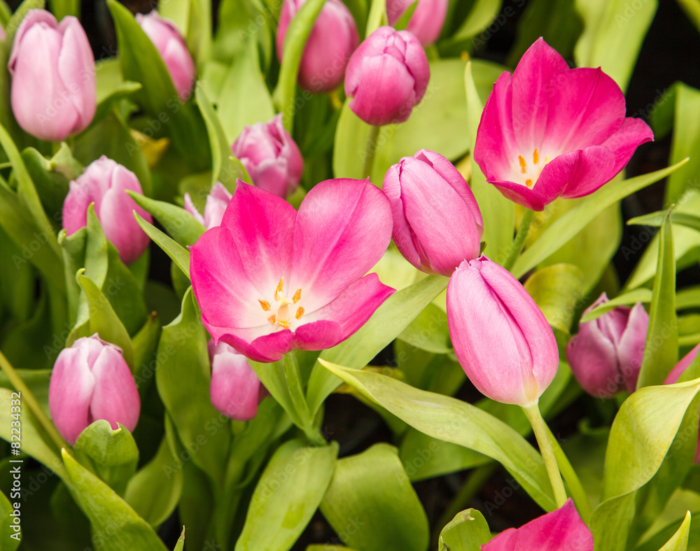 Obraz premium Tulips