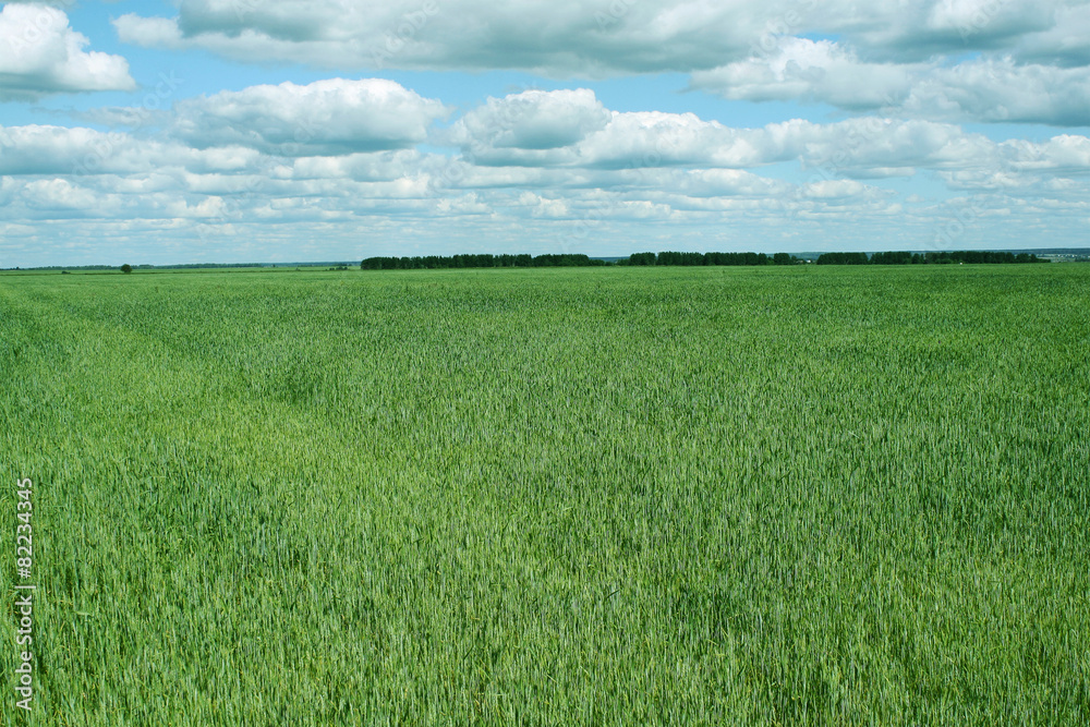 Fototapeta premium green field