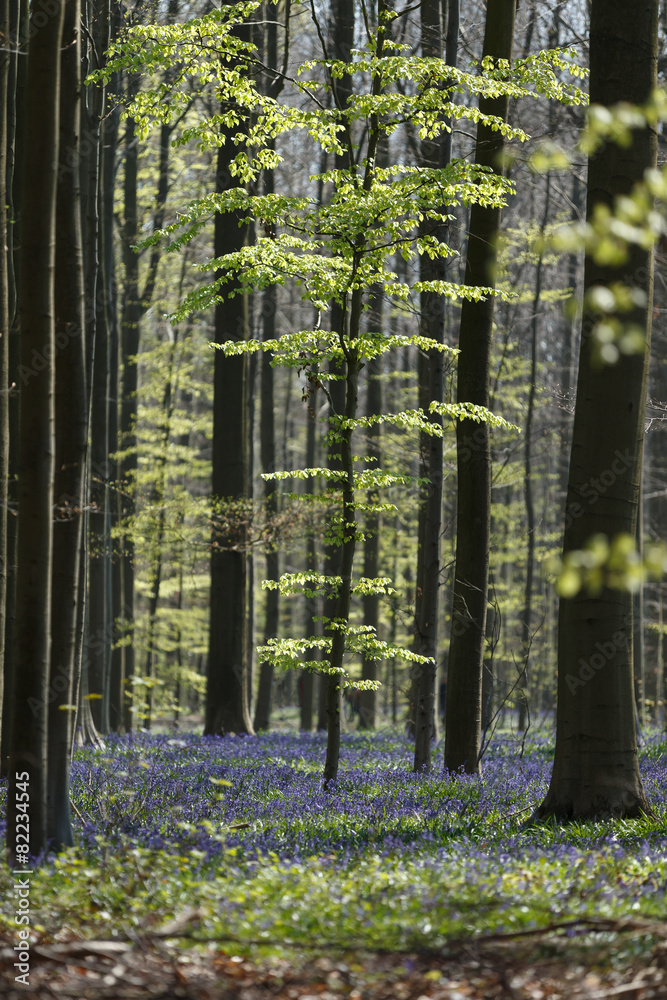 Fototapeta premium Morning light shines through hallerbos Belgium, blue forrest.