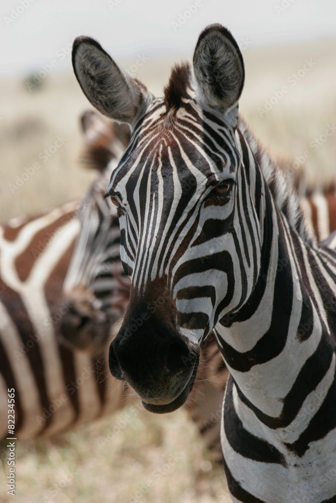 Naklejka premium zebra closeup