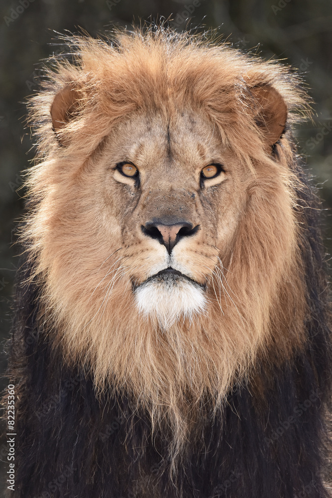 Lion (Panthera leo)