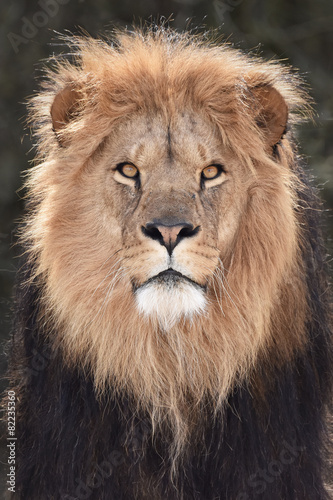 Lion  Panthera leo 