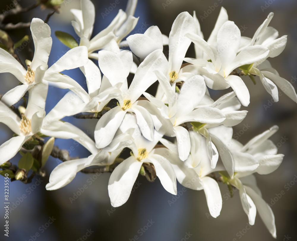 Magnolia flowers Magnolia flowers