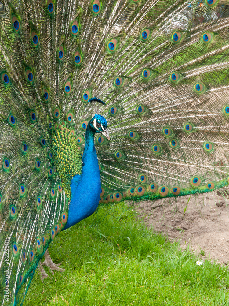 Obraz premium Peacock with spread feathers