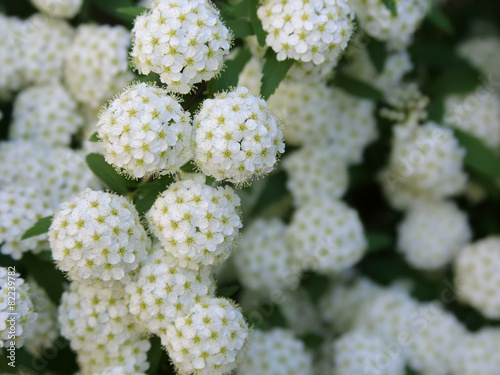 コデマリ‐白い花