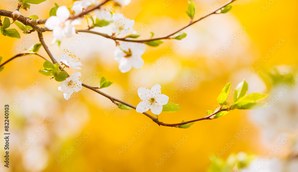tree flowers at colorful background tree flowers at colorful background