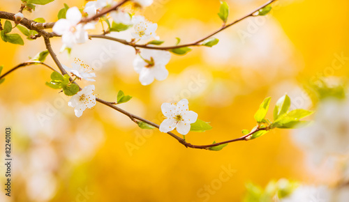 tree flowers at colorful background