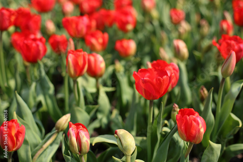 Fototapeta Naklejka Na Ścianę i Meble -  Plantacja tulipanów