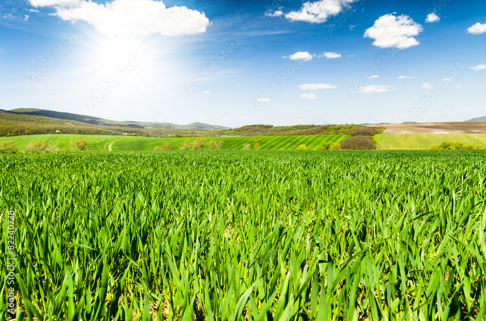 green field and blue sky