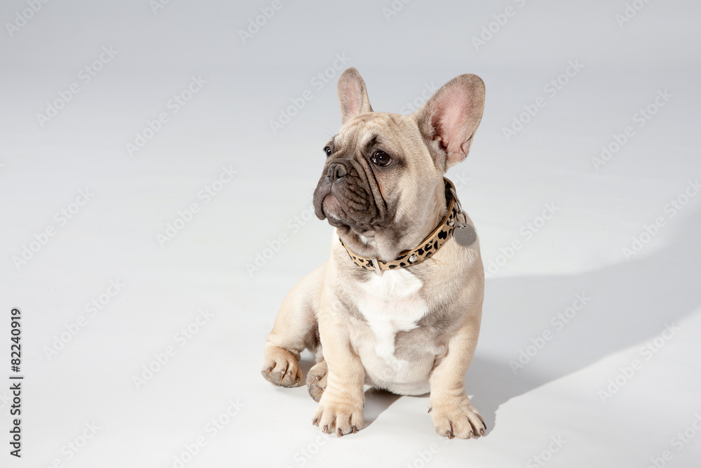 Bouledogue Français Bouledogue Français