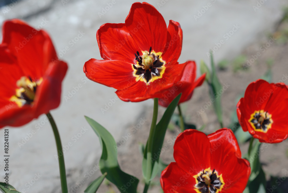 red tulips