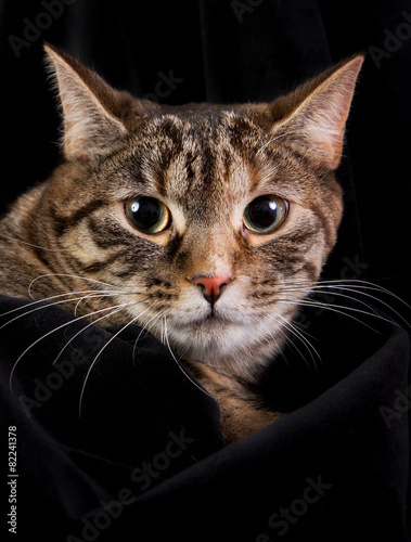 Fototapeta Naklejka Na Ścianę i Meble -  Domestic cat