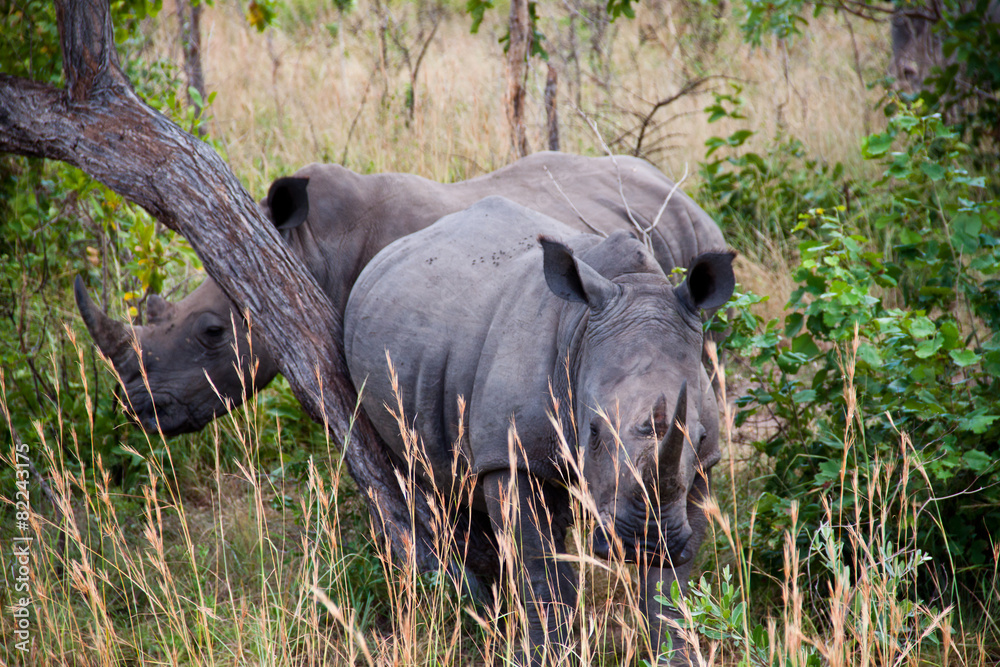 Fototapeta premium rhino