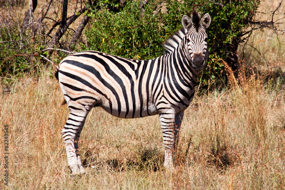 Obraz premium zebra