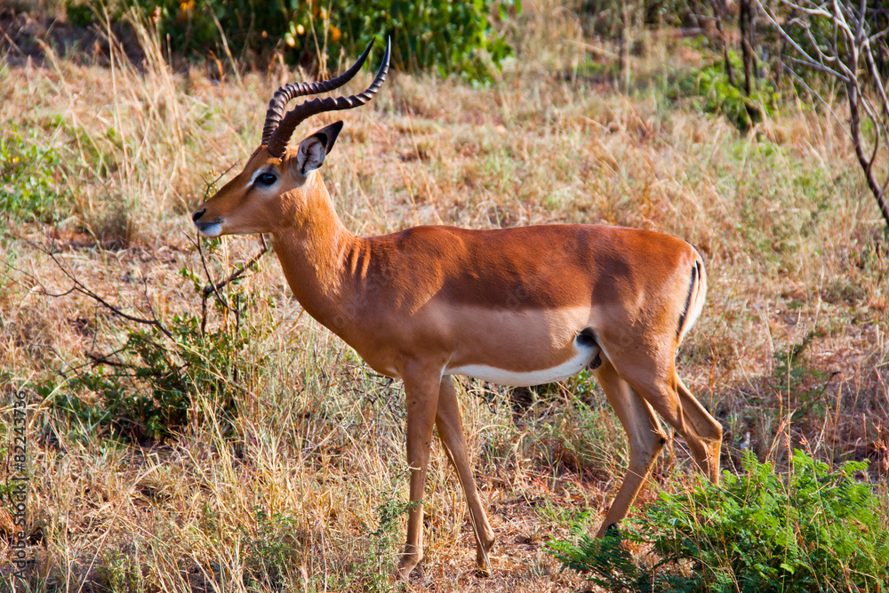 antilope antilope