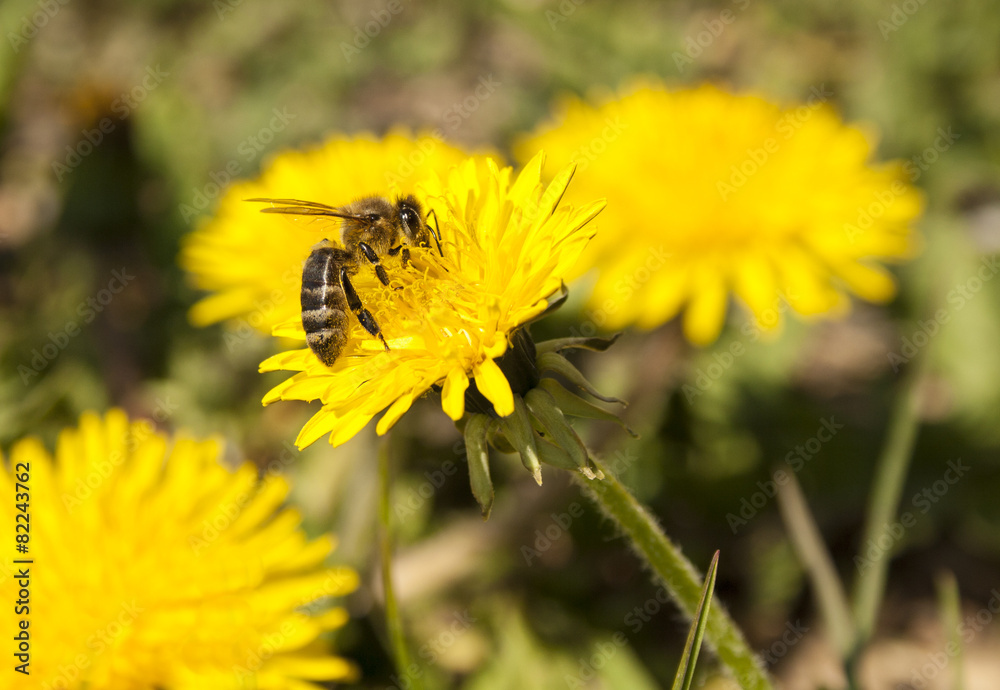Bee working on yellow dandelion Bee working on yellow dandelion