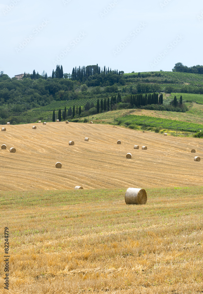 Fototapeta premium Montalcino (Tuscany, Italy)