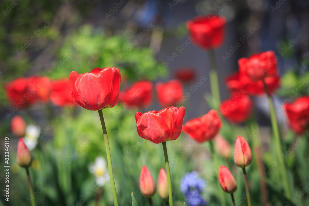red tulips red tulips