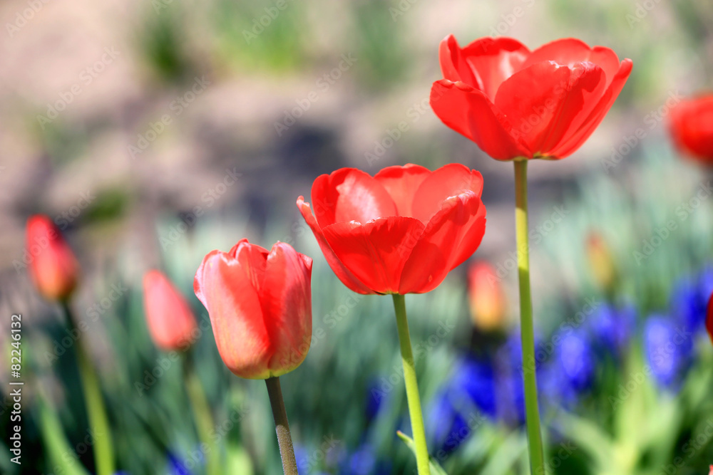 Nice red tulips park Nice red tulips park