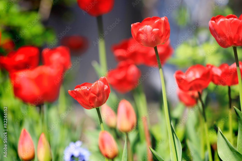 Nice red tulips