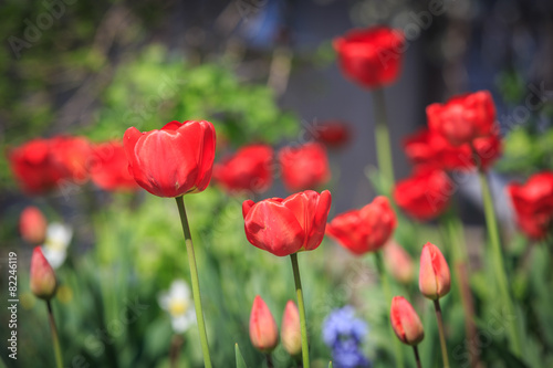 red tulips © Pavlo Klymenko