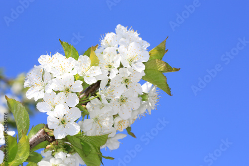 Cherry twig blossom in spring