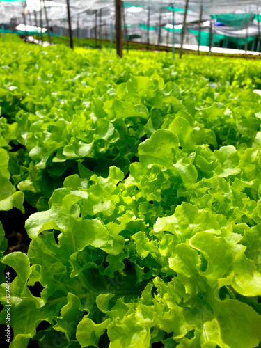salad vegetable in hydroponic farm
