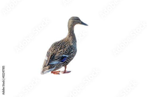 Duck isolated on white