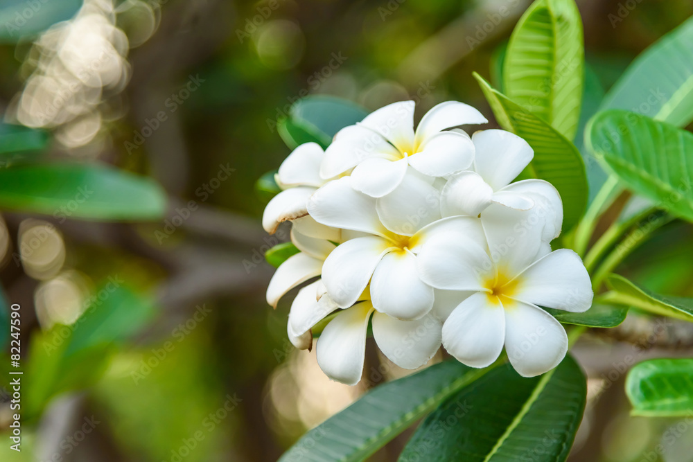 Obraz premium Frangipani flowers