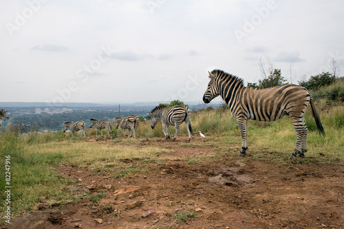 Mountain zebras (Equus zebra), Pretoria photo