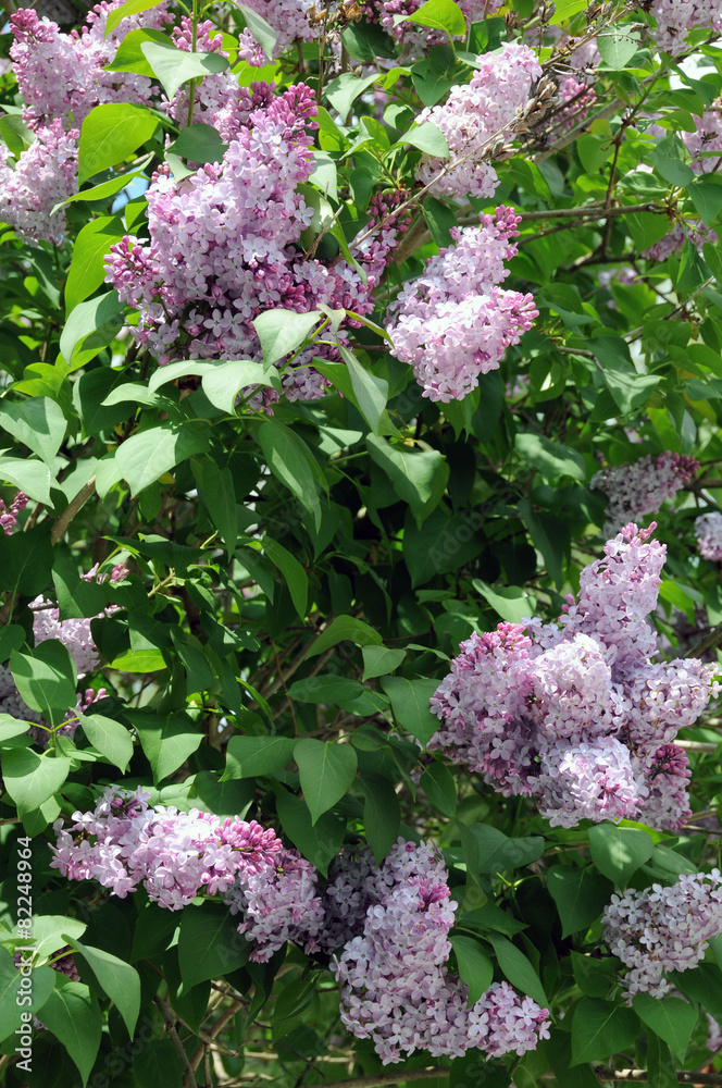 Lilac flowers Lilac flowers