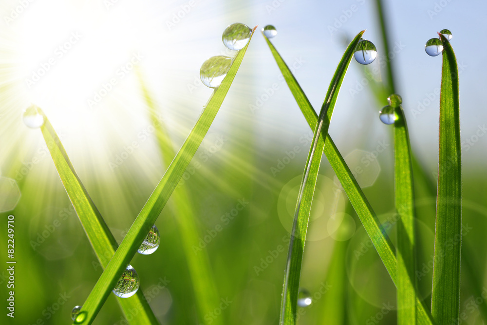 Fototapeta premium Fresh green grass with dew drops closeup. Nature Background